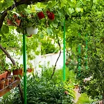 Cherry 2* Созополь