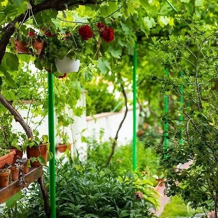 Cherry 2* Sozopol