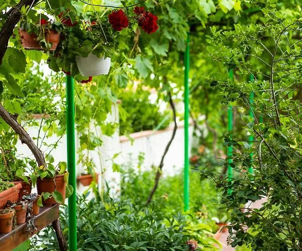 Cherry 2* סוזופול